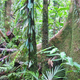 A patch of rainforest near Daintree, Queensland.